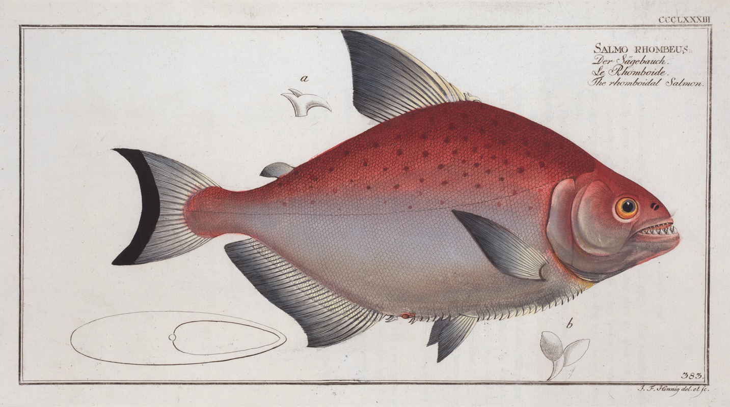Marcus Elieser Bloch - Salmo rhombeus, The rhomboidal Salmon.