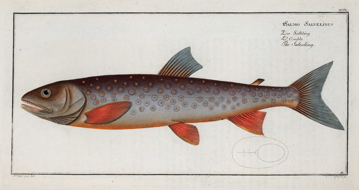 Marcus Elieser Bloch - Salmo Salvelinus, The Salveling.