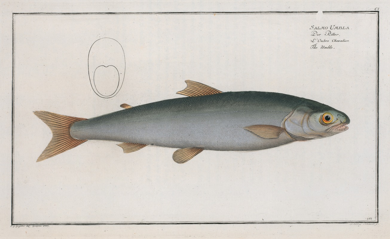 Marcus Elieser Bloch - Salmo Umbla, The Umble.