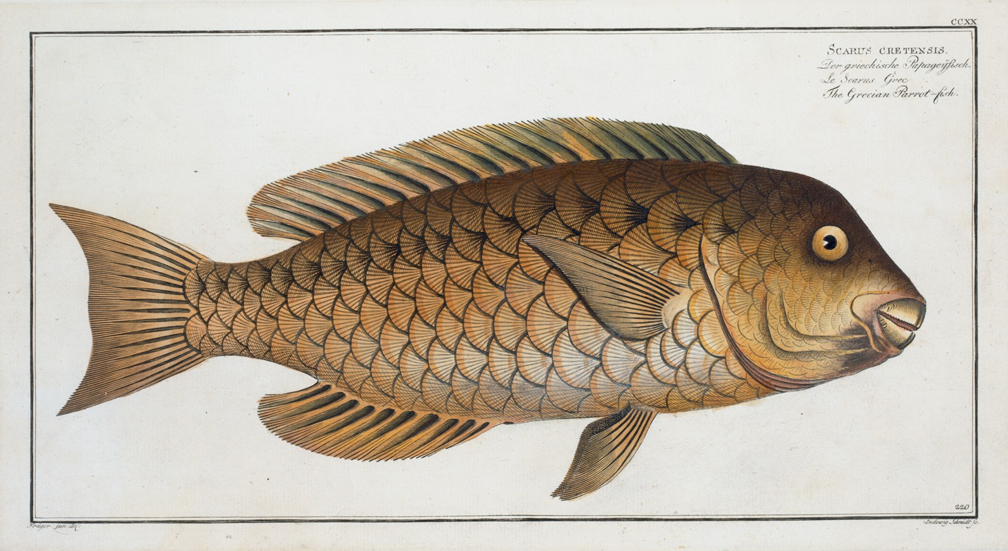 Marcus Elieser Bloch - Scarus cretensis, The Grecian Parrot-fish.
