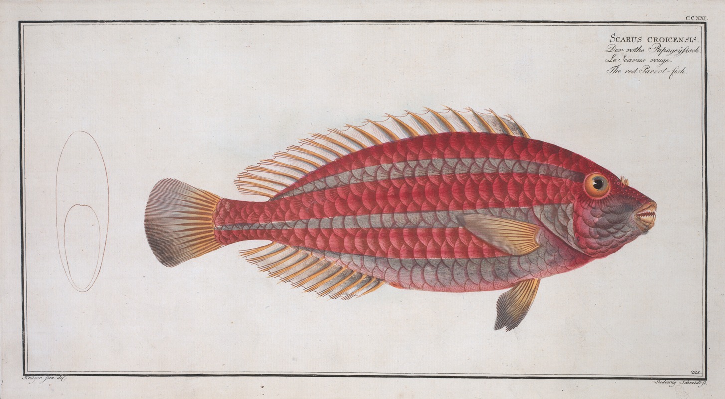 Marcus Elieser Bloch - Scarus croicensis, The red Parrot-fish.