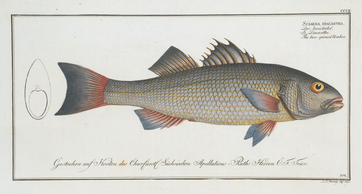 Marcus Elieser Bloch - Sciaena diacantha, The two-spined Umber.