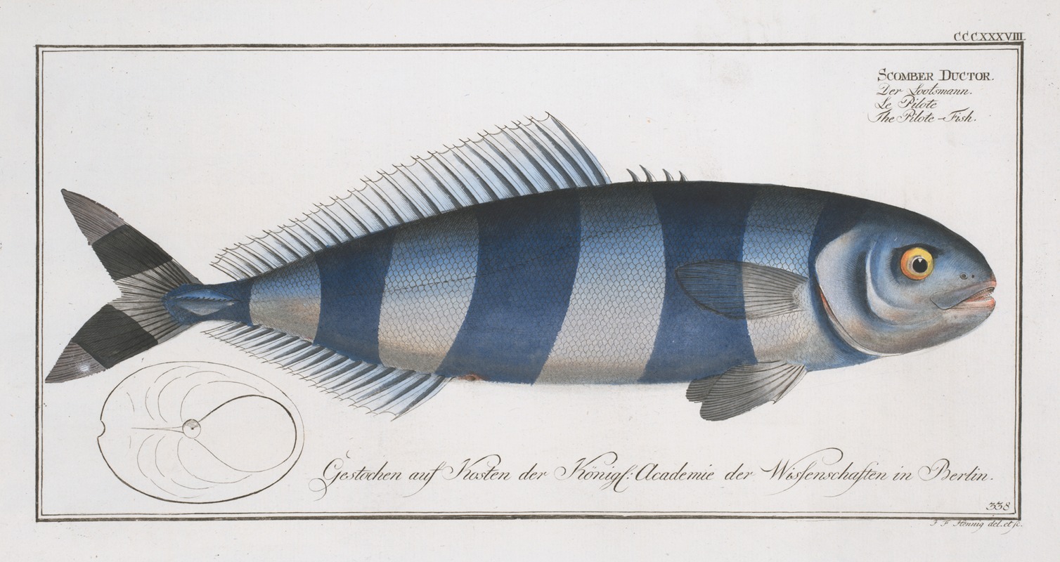 Marcus Elieser Bloch - Scomber Ductor, The Pilote-Fish.