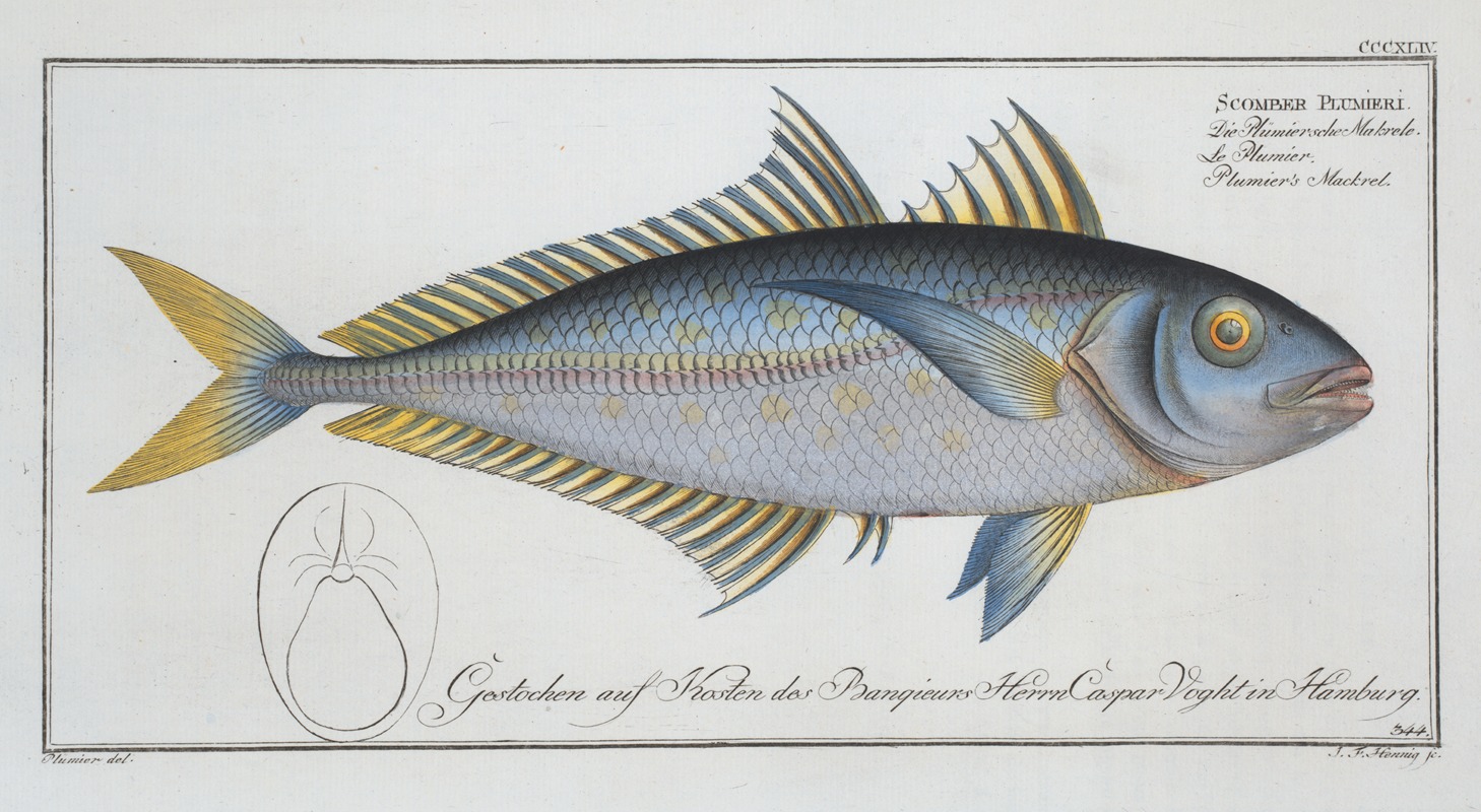 Marcus Elieser Bloch - Scomber Plumieri, Plumier’s Mackrel.