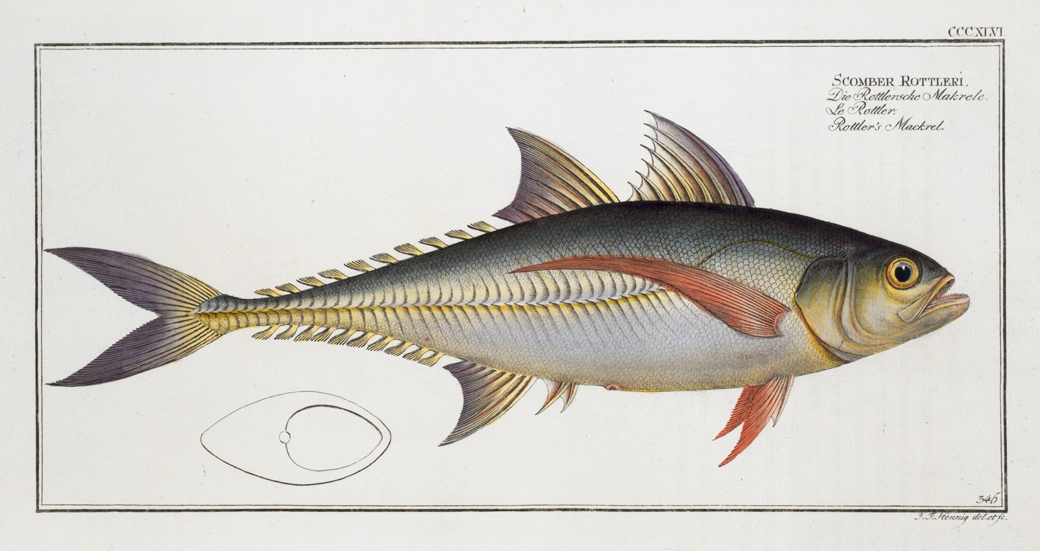 Marcus Elieser Bloch - Scomber Rottleri, Rottler’s Mackrel.