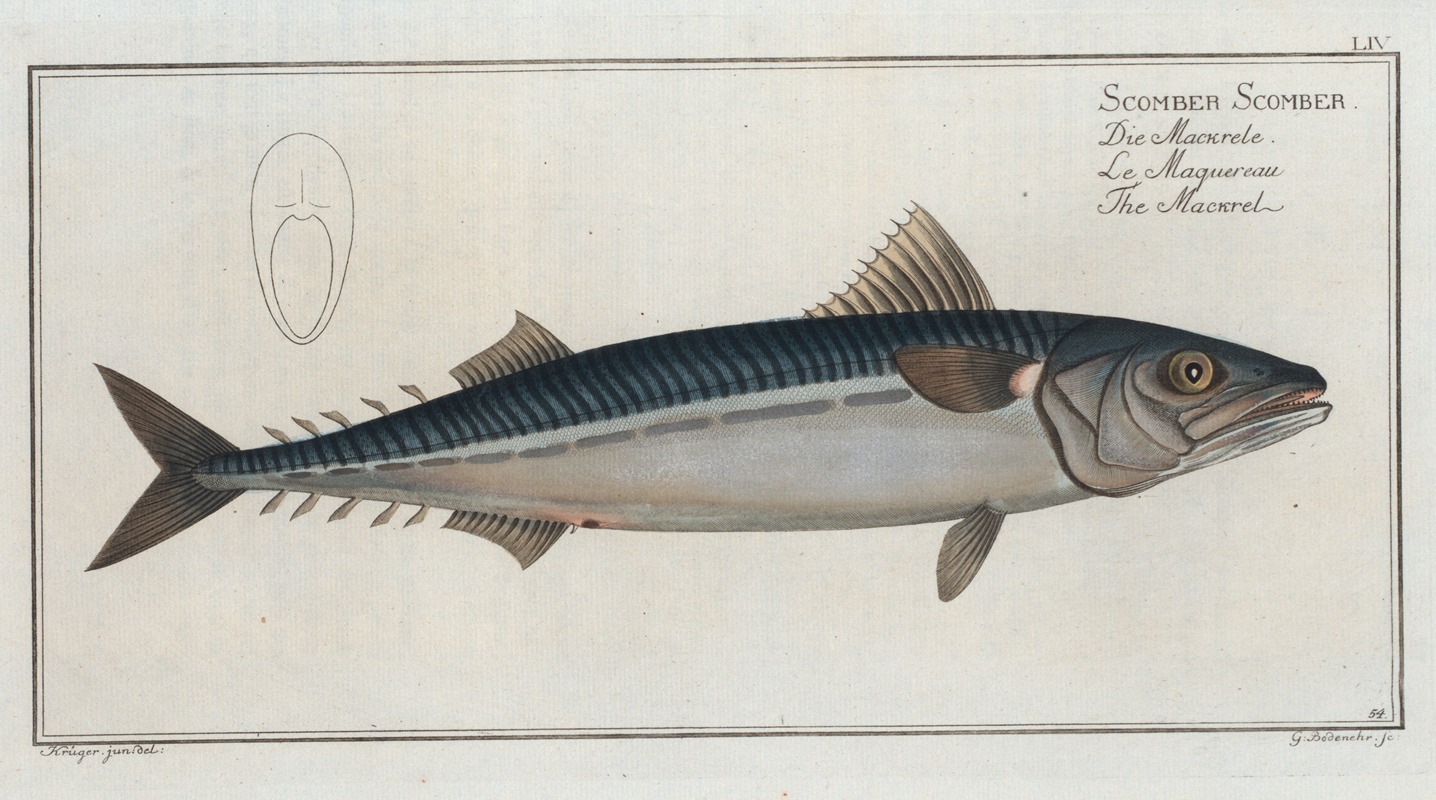 Marcus Elieser Bloch - Scomber Scomber, The Mackrel.