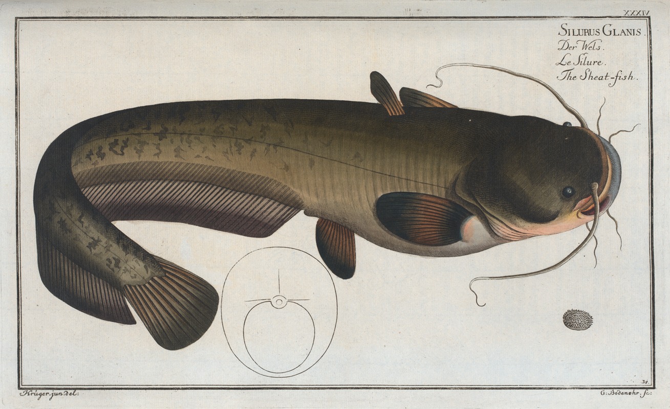 Marcus Elieser Bloch - Silurus Glanis, The Sheat-fish.