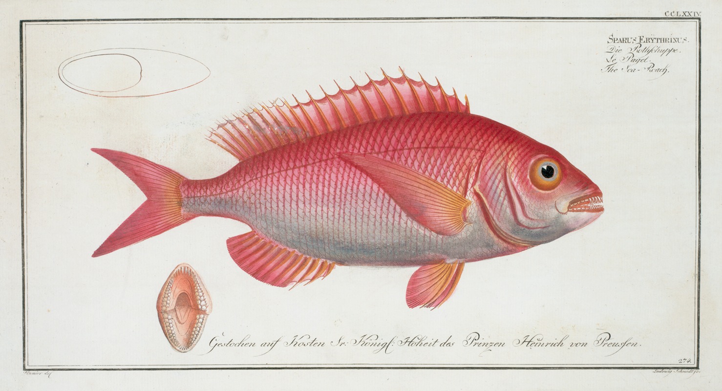 Marcus Elieser Bloch - Sparus Erythrinus, The Sea-Roach [Rough].