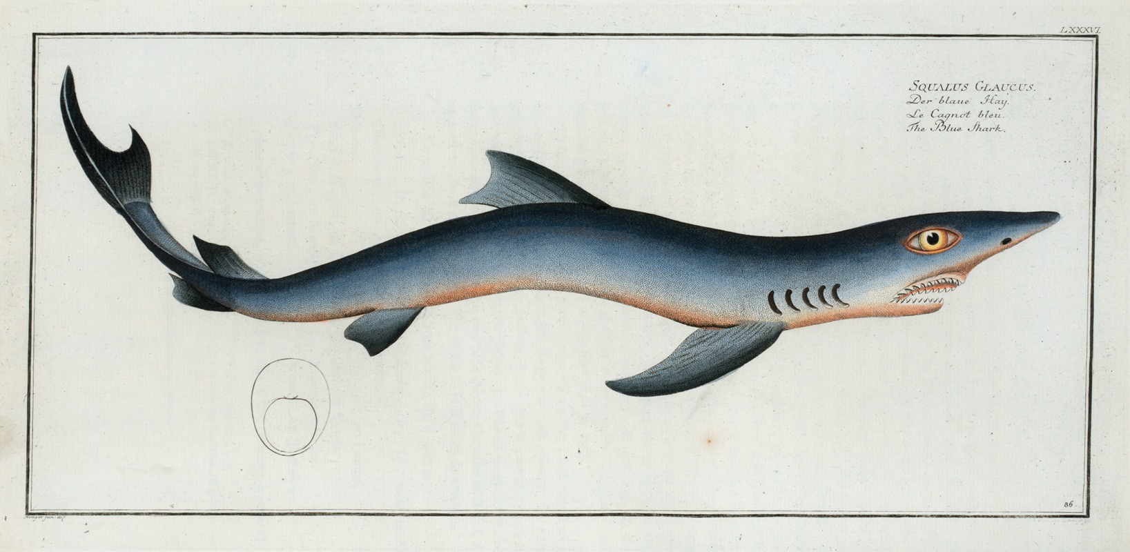 Marcus Elieser Bloch - Squalus Glaucus, The Blue Shark.
