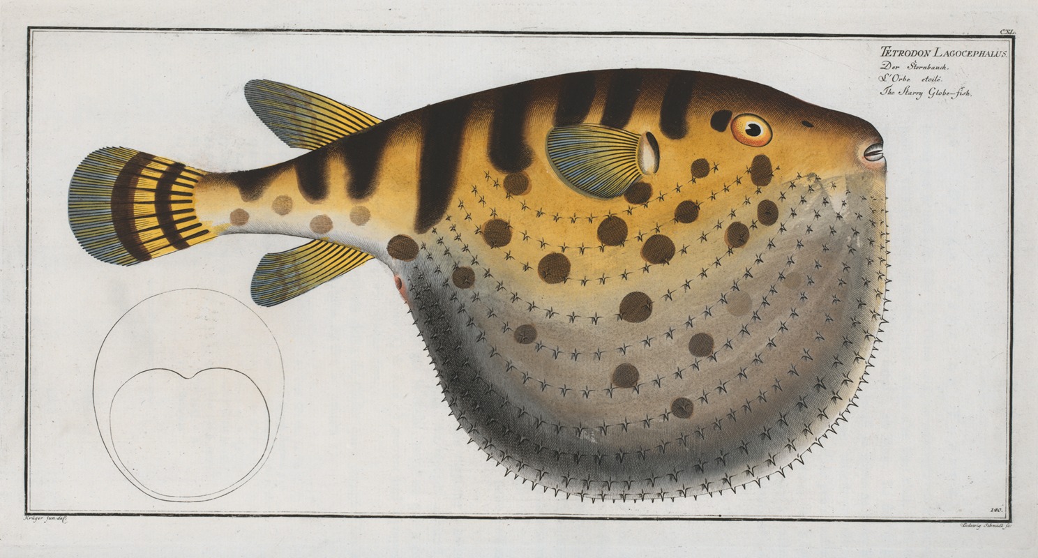 Marcus Elieser Bloch - Tetrodon Lagocephalus, The Starry Globe-fish.
