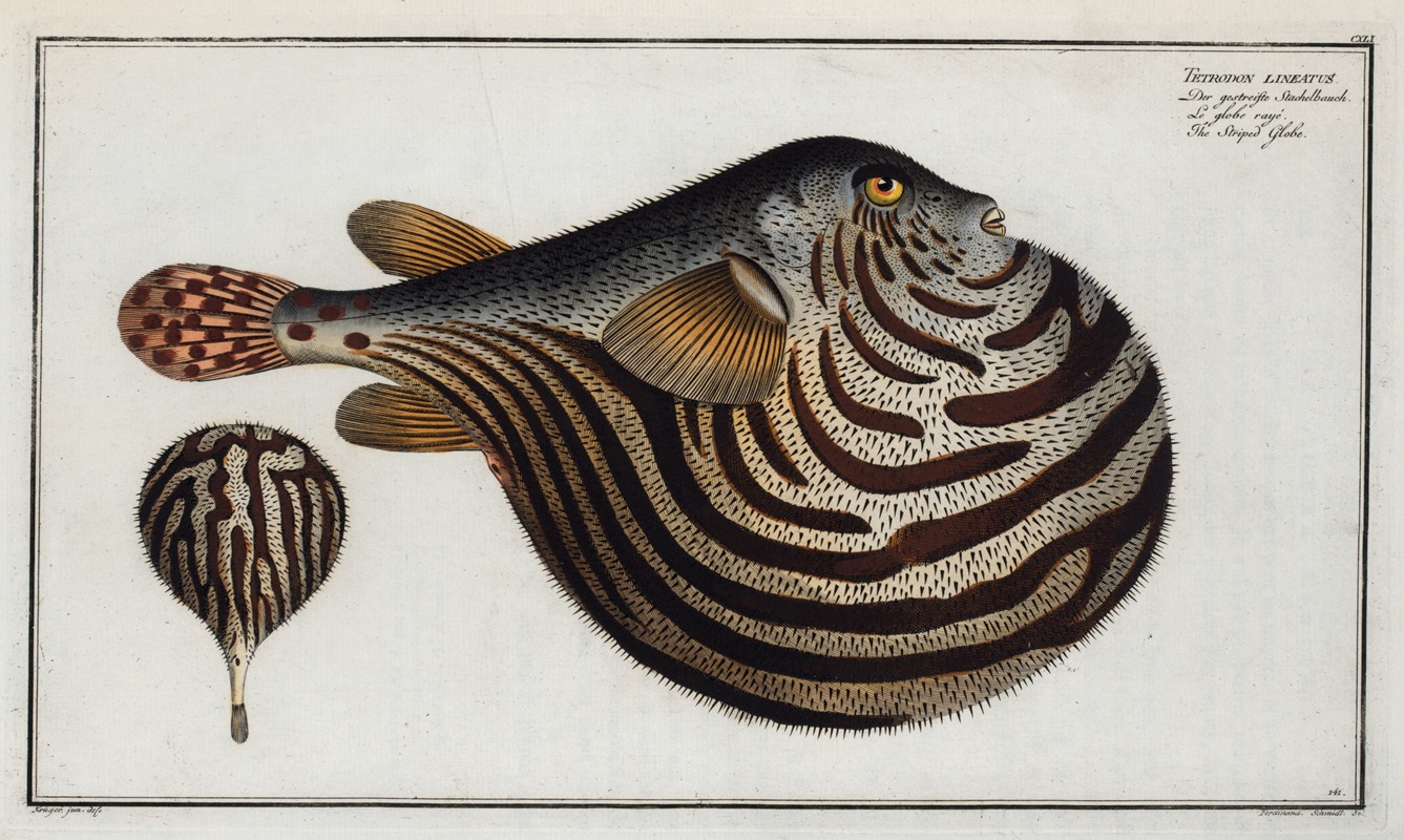 Marcus Elieser Bloch - Tetrodon leneatus, The Striped Globe.