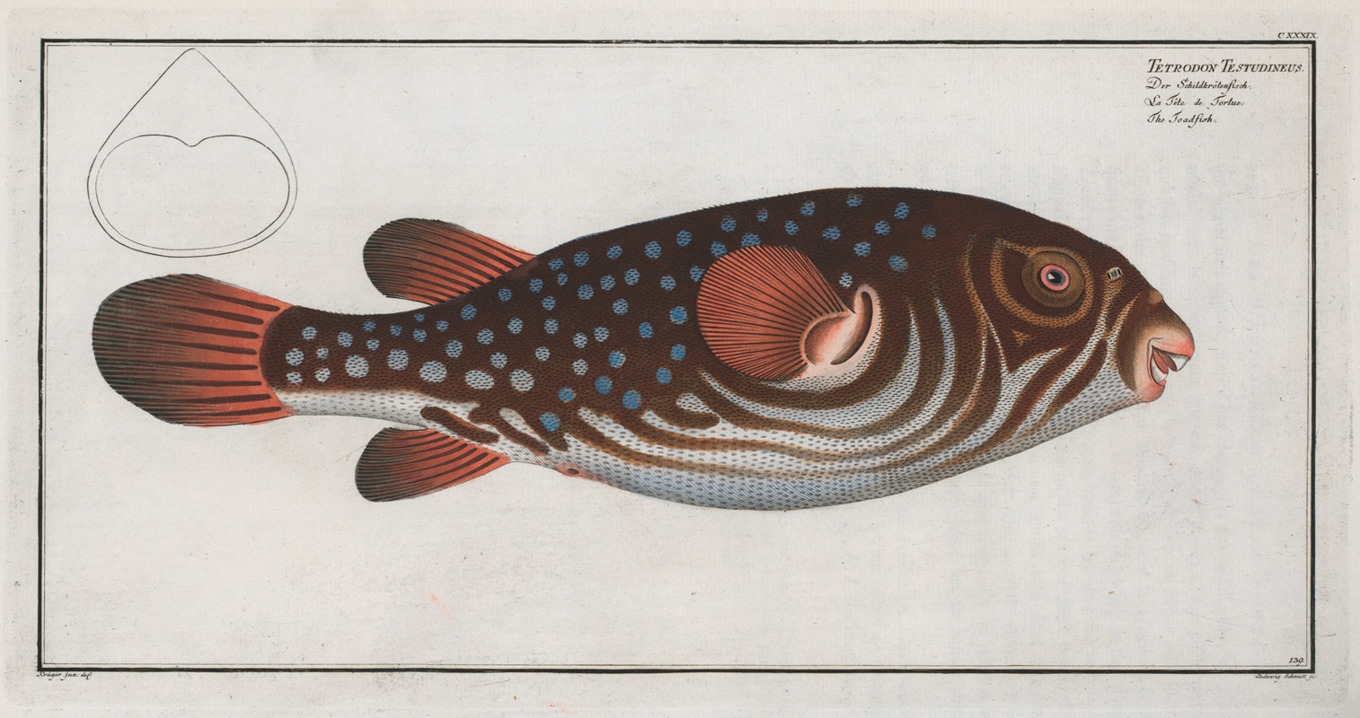 Marcus Elieser Bloch - Tetrodon Testudineus, The Toadfish.