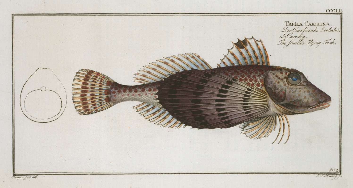 Marcus Elieser Bloch - Trigla Carolina, The smaller Flying-Fish.