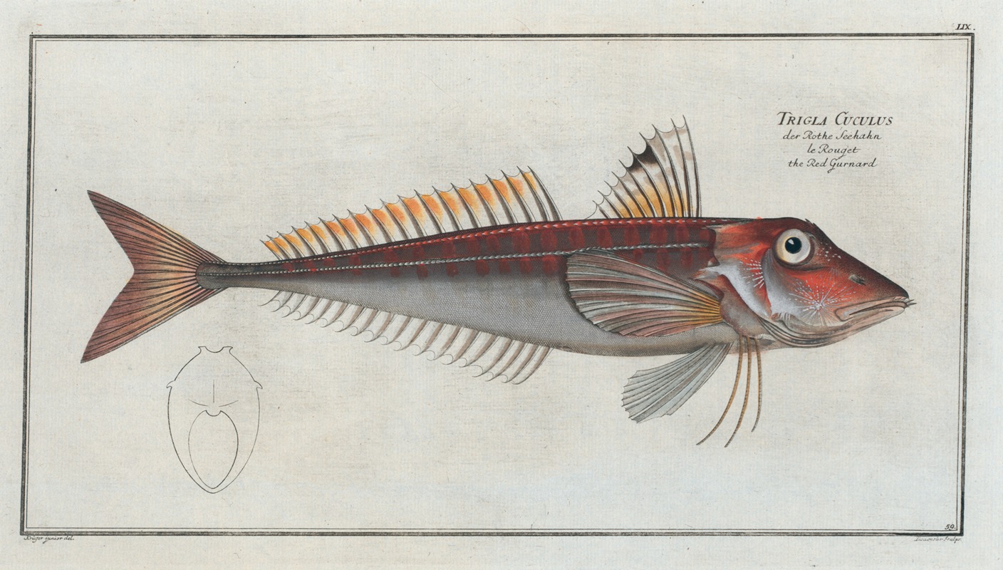 Marcus Elieser Bloch - Trigla Cuculus, The Red Gurnard.