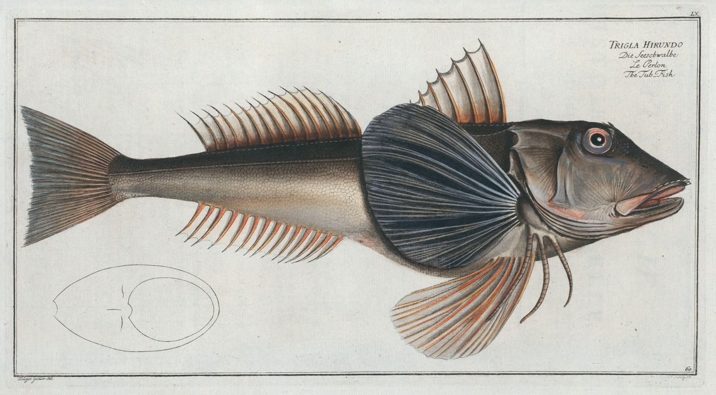 Marcus Elieser Bloch - Trigla Hirundo, The Tub-Fish.