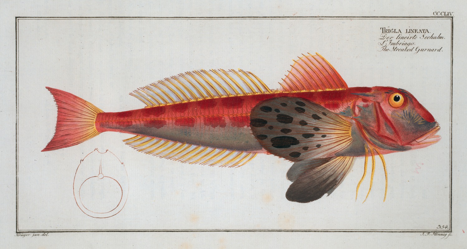 Marcus Elieser Bloch - Trigla lineata, The Streaked Gurnard.