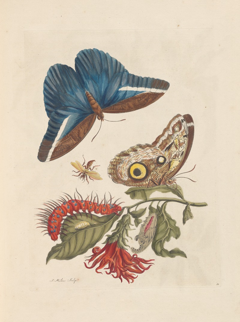 Maria Sibylla Merian - Dissertation sur la generation et les transformations des insectes de Surinam Pl.48