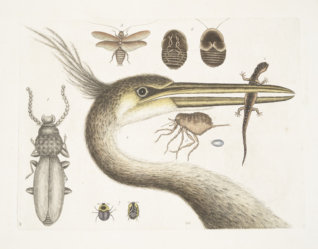 Mark Catesby - 1. The largest crested Heron; 2. The Spotted Eft; 3. The Chego; 4. Scarabæus &c.; 5. The Cockroach