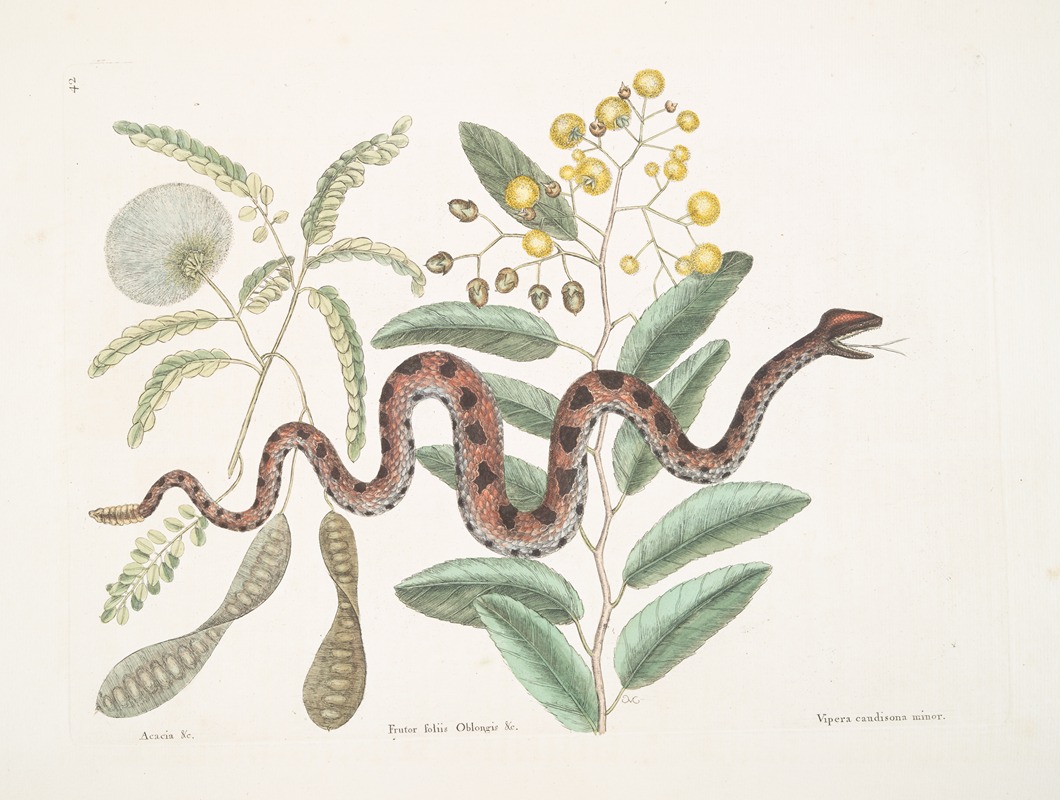 Mark Catesby - Acacia &c., Frutor [Frutex] foliis oblongis &c.; Vipera caudisona minor, The Small Rattle-Snake.