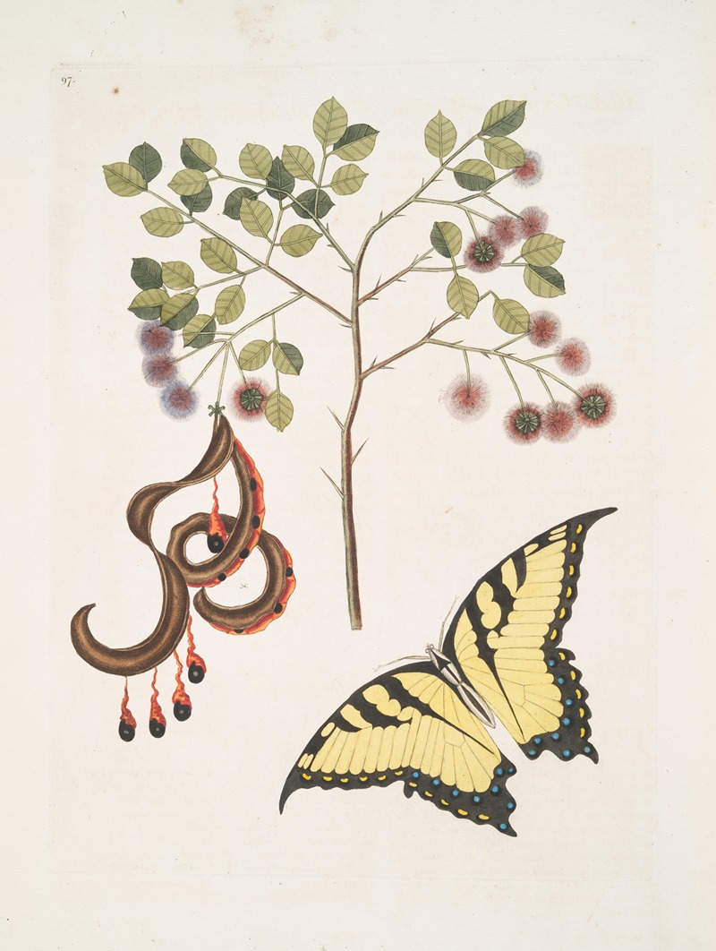 Mark Catesby - Acacia foliis amplioribus; Papilio diurna, prima, omnium maxima.