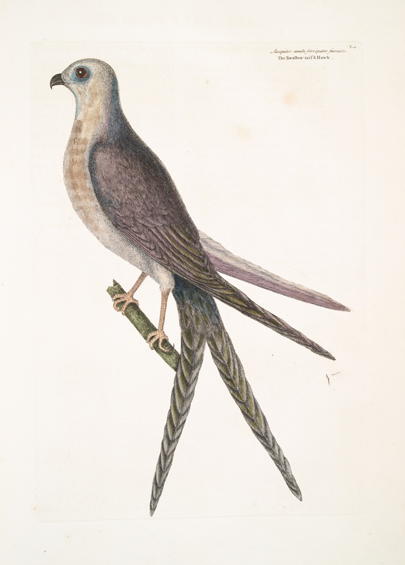 Mark Catesby - Accepiter cauda forcipater furcata, The Swallow-Tail Hawk.