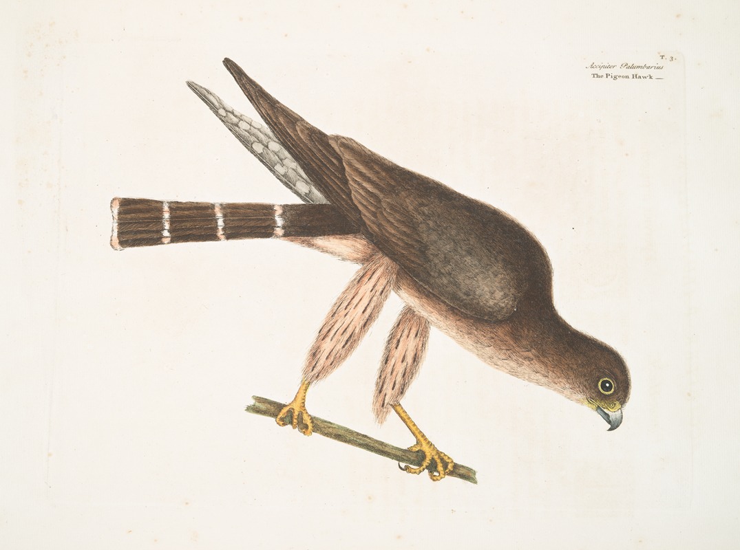 Mark Catesby - Accipiter Palumbarius, The Pigeon-Hawk.