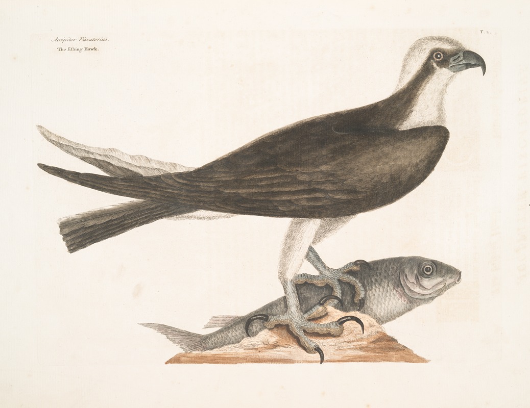 Mark Catesby - Accipiter Piscatorius, The Fishing Hawk.