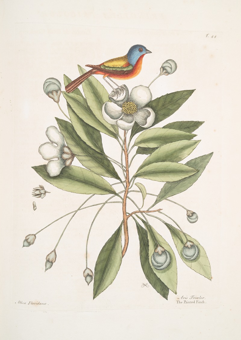 Mark Catesby - Althea [Alcea] Floridana, The Loblolly-Bay; Avis Tricolor, The Painted Finch.