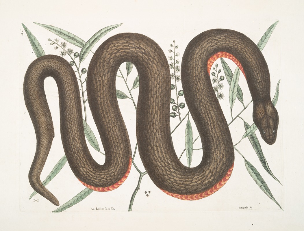 Mark Catesby - An Recinoides &c., The Ilathera Bark; Anguis &c.; The Copper-belly Snake.