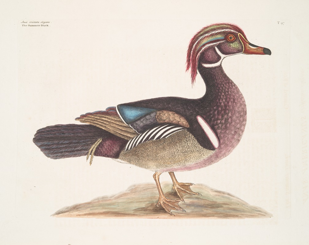 Mark Catesby - Anas cristata elegans, The Summer Duck.