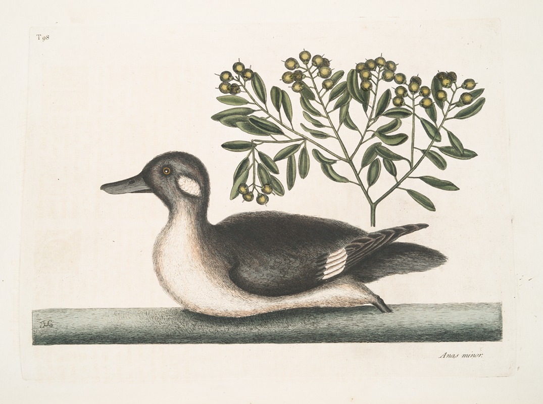 Mark Catesby - Anas minor, The little brown Duck.