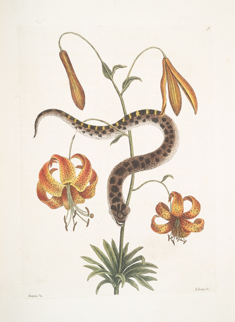Mark Catesby - Anguis capite viperino, The Hog-nose Snake; Lilium &c.