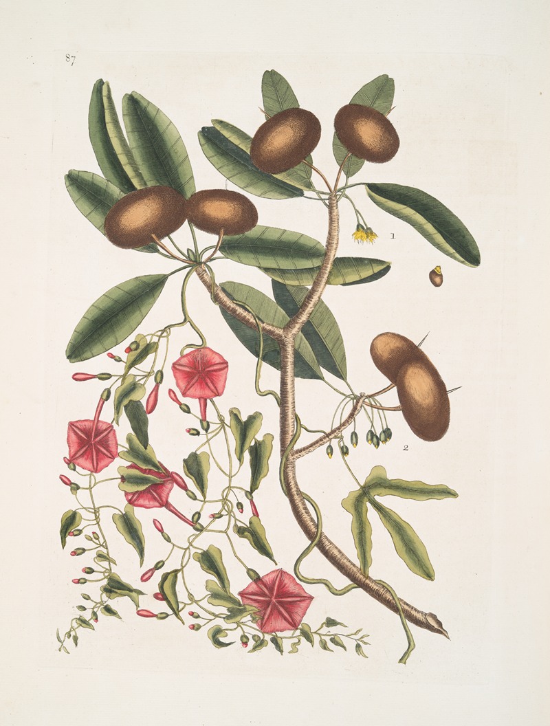 Mark Catesby - Anona foliis Laurinis, The Sappadillo-Tree; Convolvulus foliis variis &c.