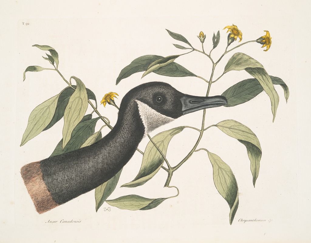 Mark Catesby - Anser Canadensis, The Canada Goose; Chrysanthemum &c.