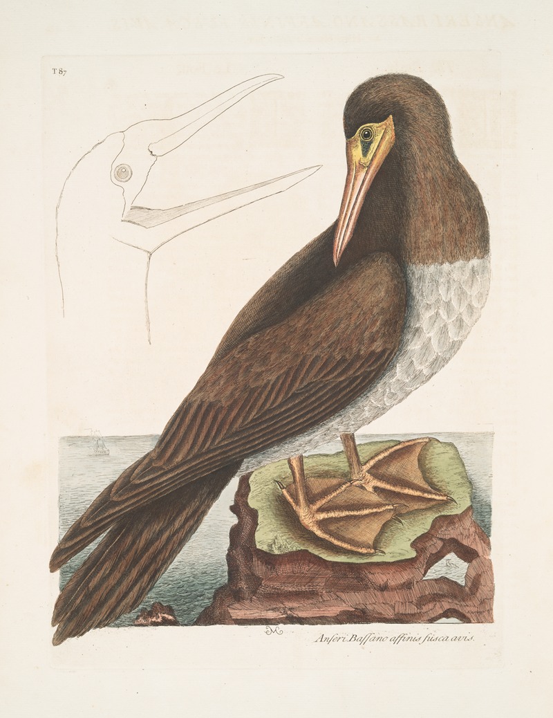 Mark Catesby - Anseri Bassano affinis fusca avis, The Booby.