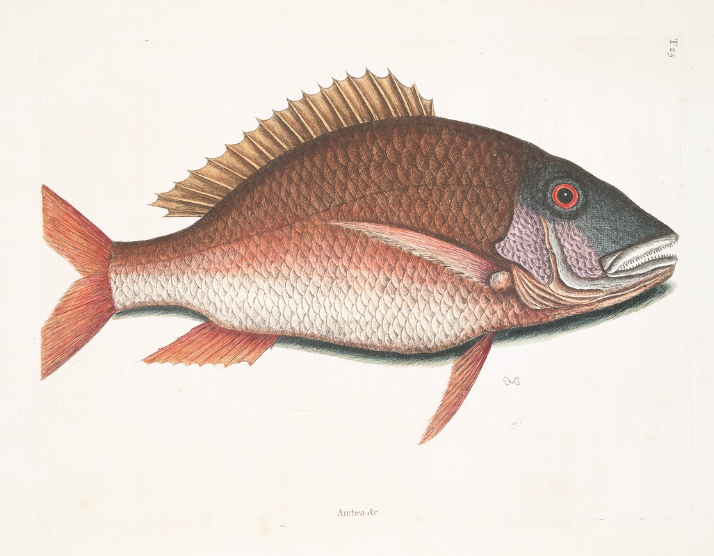 Mark Catesby - Anthea, The Mutton-Fish.