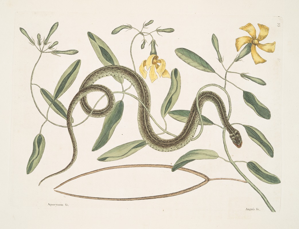 Mark Catesby - Apocynum &c.; Angis viridis maculatus, The Green-Spotted Snake.