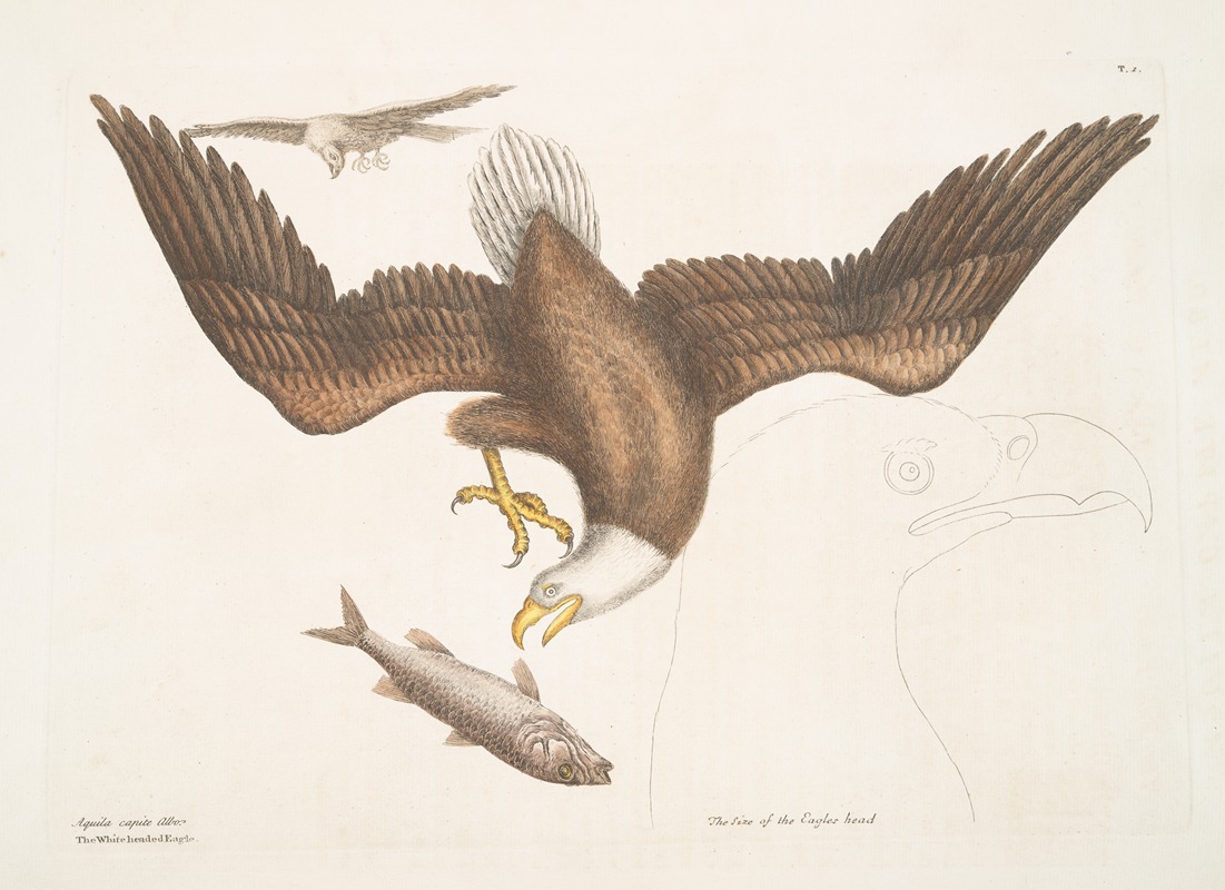 Mark Catesby - Aquila capite Albo, The White headed Eagle; The Size of the Eagle head.