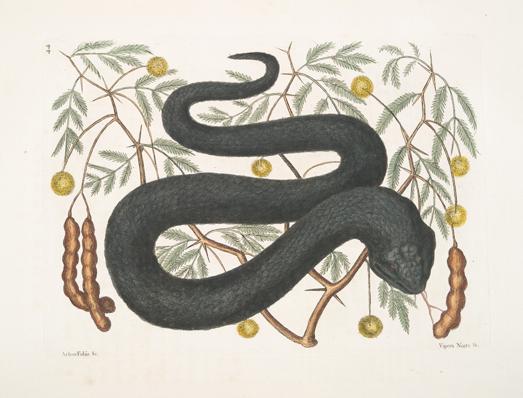Mark Catesby - Arbor Foliis &c.; Vipera Nigra &c., The Black-Viper.