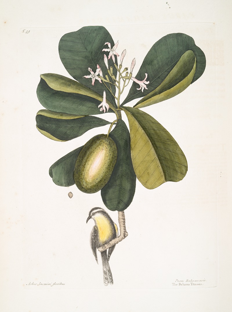 Mark Catesby - Arbor Jasmini floribus, The Seven Years Apple; Parus Bahamensis, The Bahama Titmous.