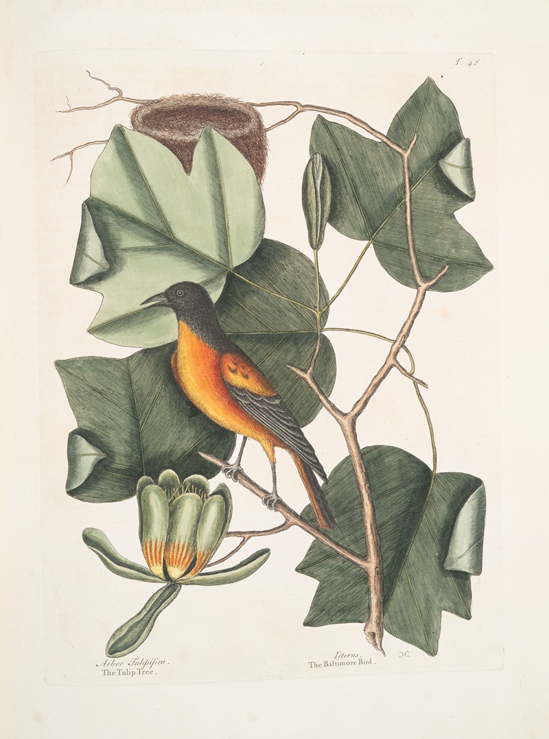 Mark Catesby - Arbor Tulipifera, The Tulip Tree; Icterus, The Baltimore Bird.