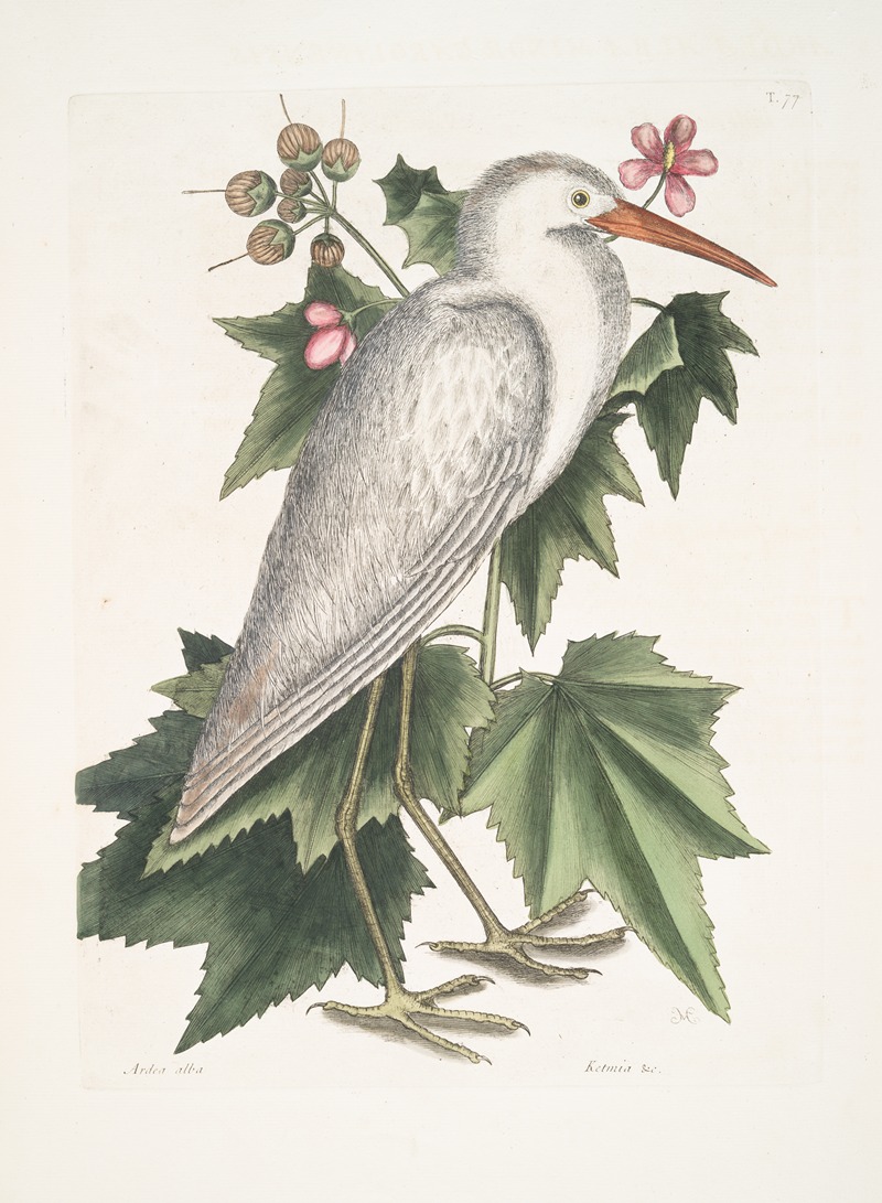 Mark Catesby - Ardea alba, The little white Heron; Ketmia &c.