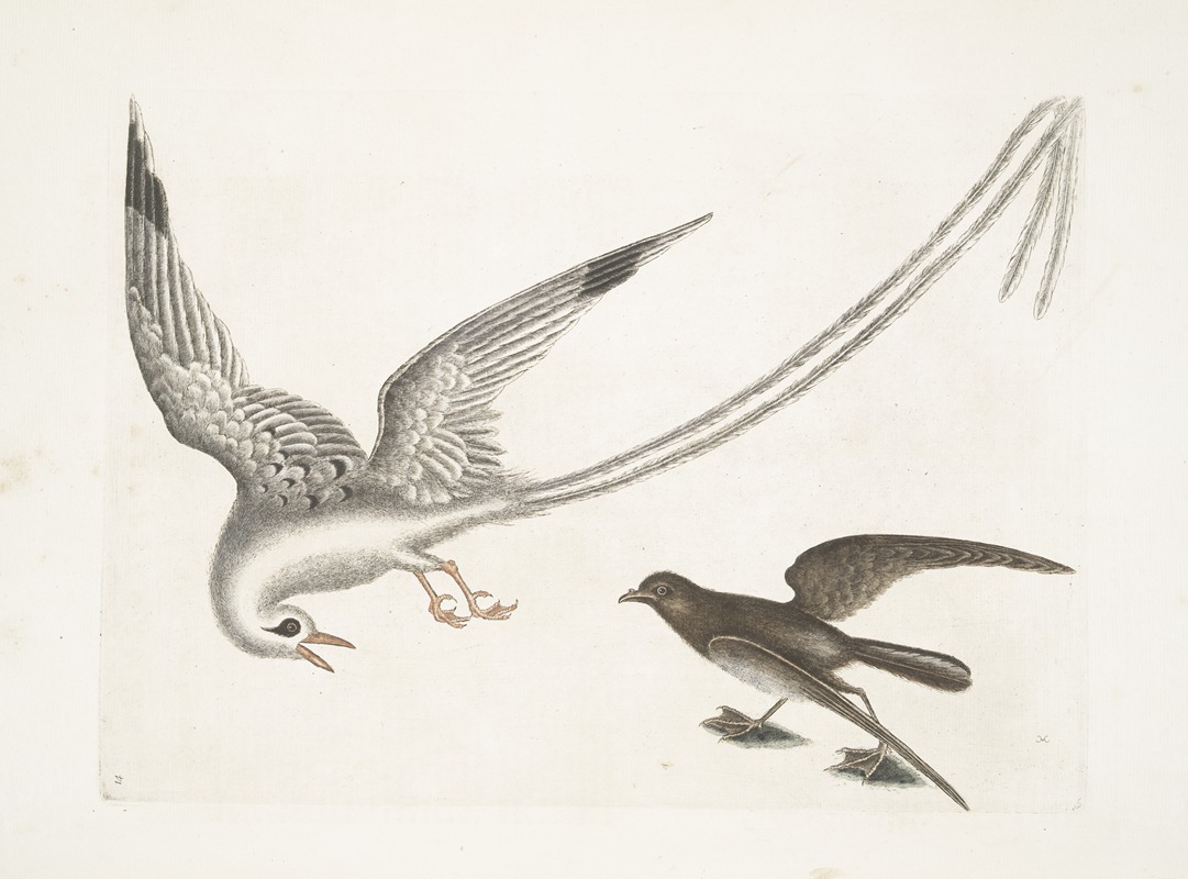 Mark Catesby - Avis Tropicrtum, The Tropick-Bird; Larus minimus marinus &c., The Storm-Finck, or Pittrel.