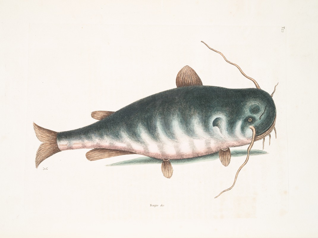 Mark Catesby - Bagre &c., The Cat-Fish.