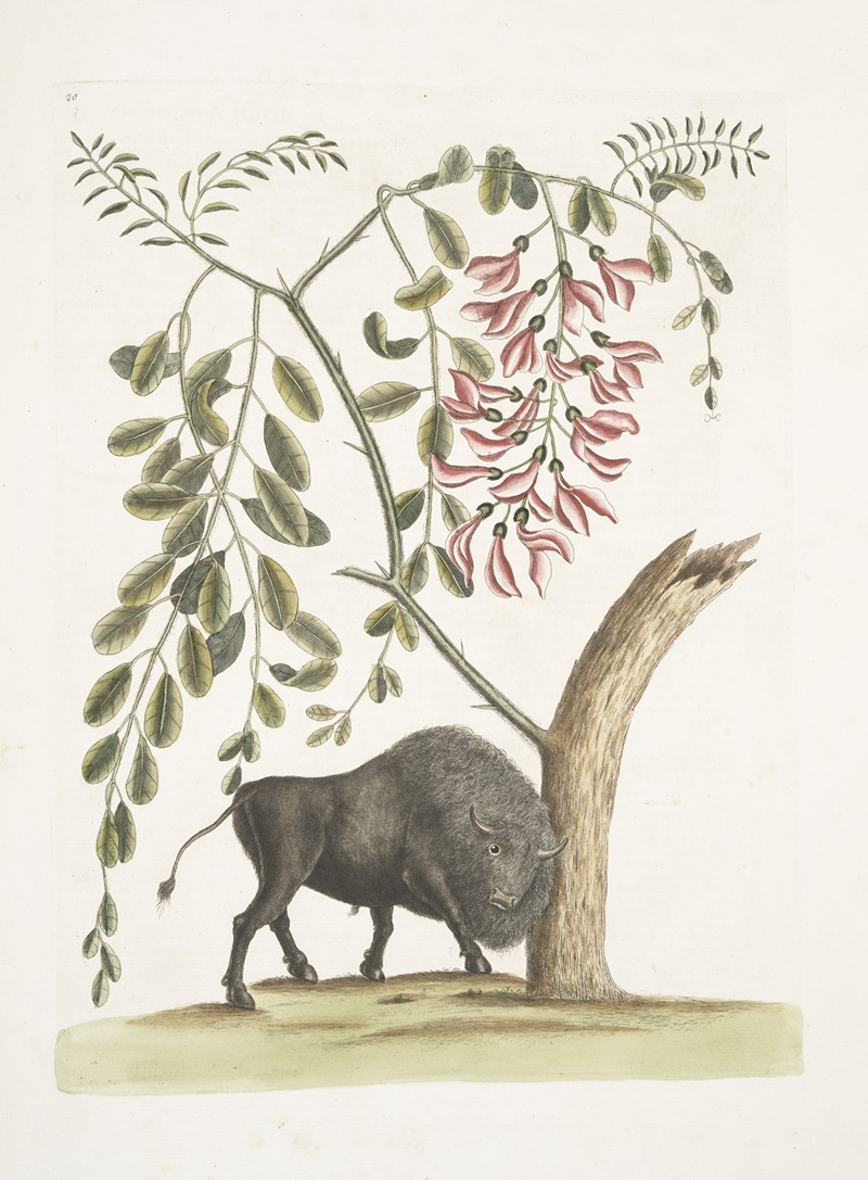 Mark Catesby - Bison Americanus; Pseudo Acacia hispida floribus roseis.