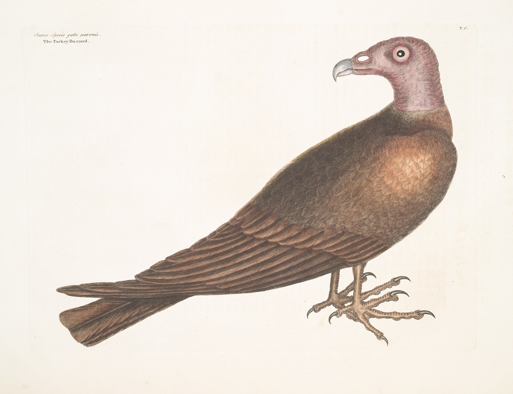 Mark Catesby - Buteo Specie gallo pavonis, The Turkey Buzzard.