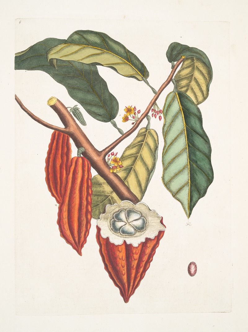 Mark Catesby - Cacao Arbor, The Cacao-Tree.