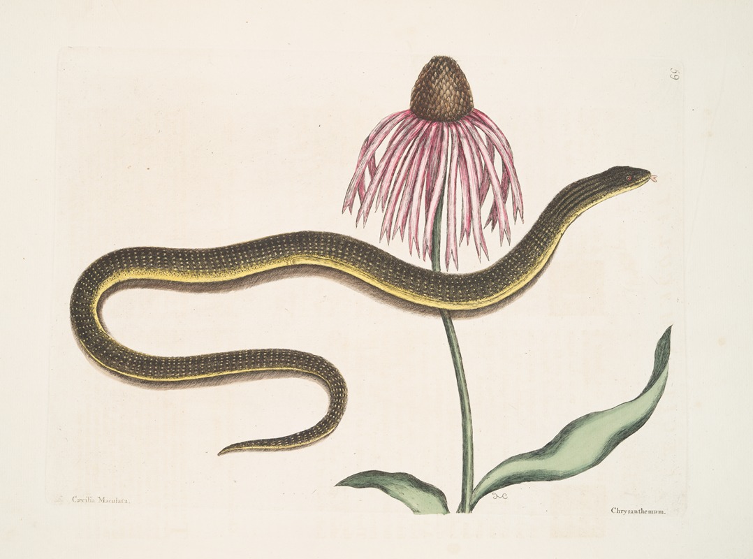 Mark Catesby - Cæcilia Maculata, The Glass-Snake; Chrysanthemum.