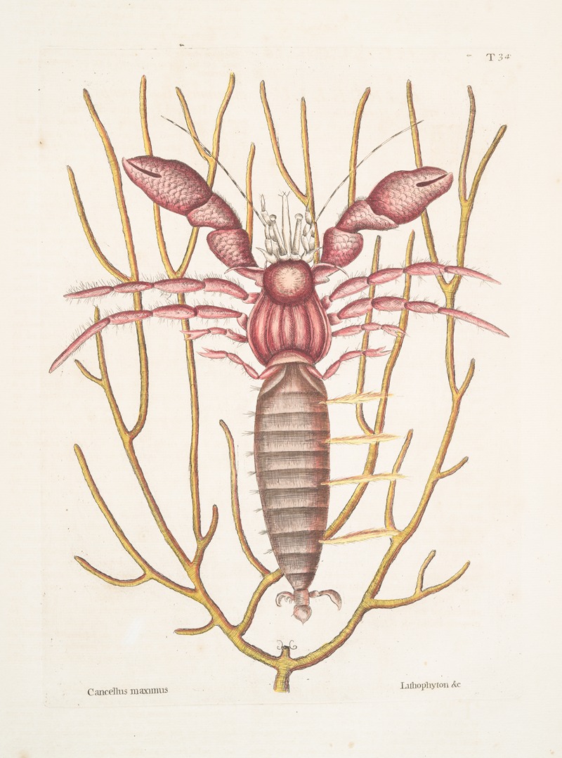 Mark Catesby - Cancellus maximus, The Sea Hermit-Crab; Lithophyton &c.