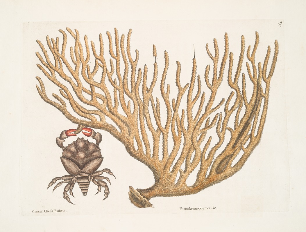 Mark Catesby - Cancer Chelis Rubris, The res-claw Crab; Titanokeratophyton &c.